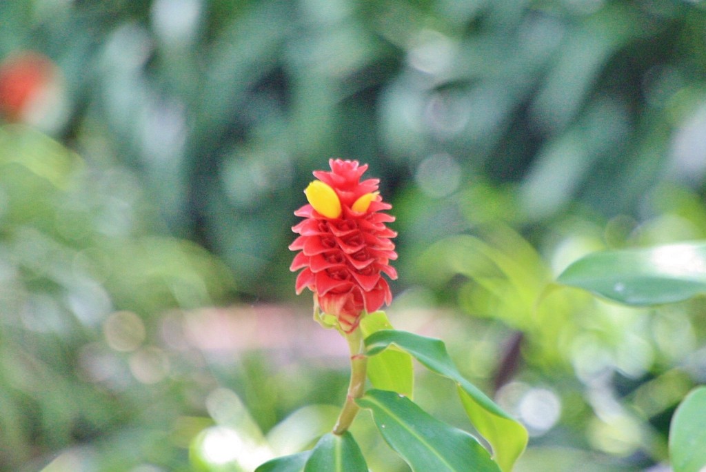 Foto: Jardin botanico - Puerto de la Cruz (Santa Cruz de Tenerife), España