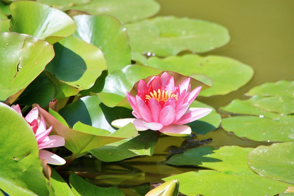 Foto: Jardin botanico - Puerto de la Cruz (Santa Cruz de Tenerife), España