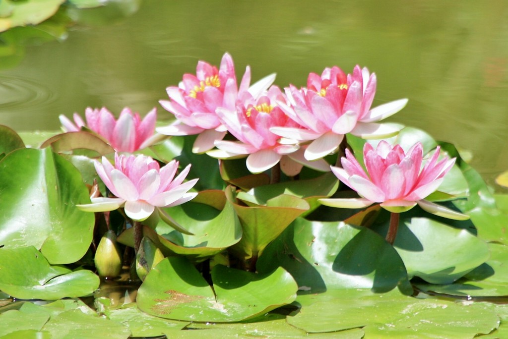 Foto: Jardin botanico - Puerto de la Cruz (Santa Cruz de Tenerife), España