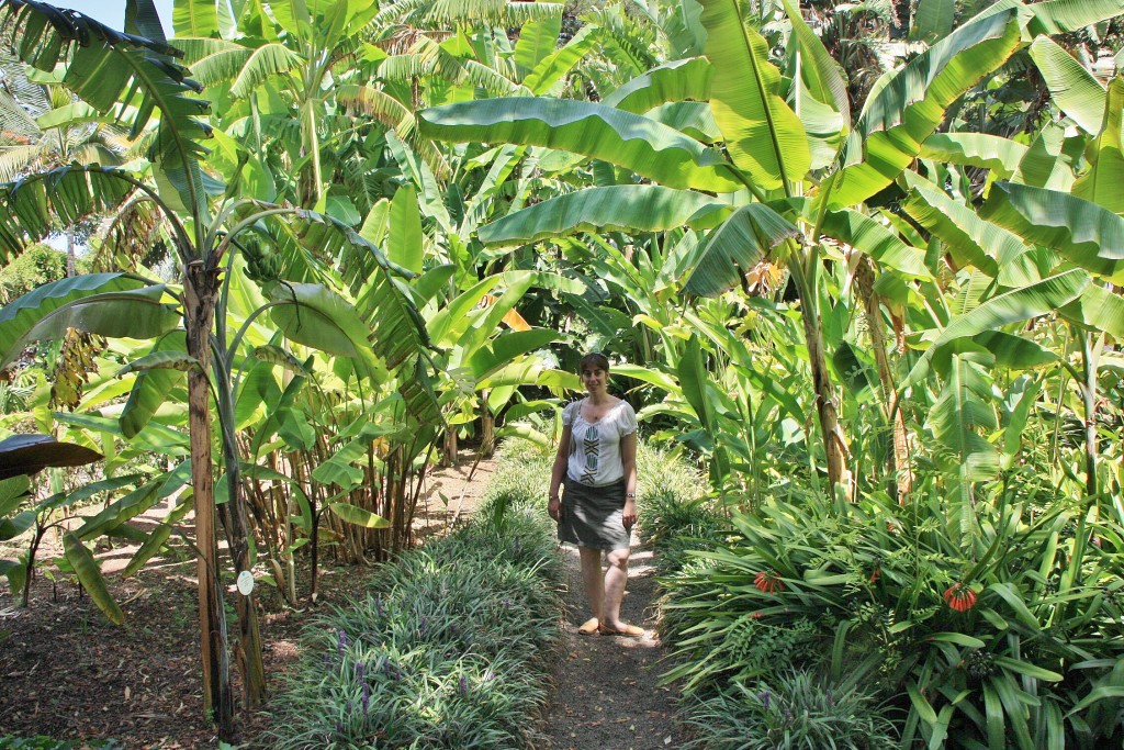 Foto: Jardin botanico - Puerto de la Cruz (Santa Cruz de Tenerife), España