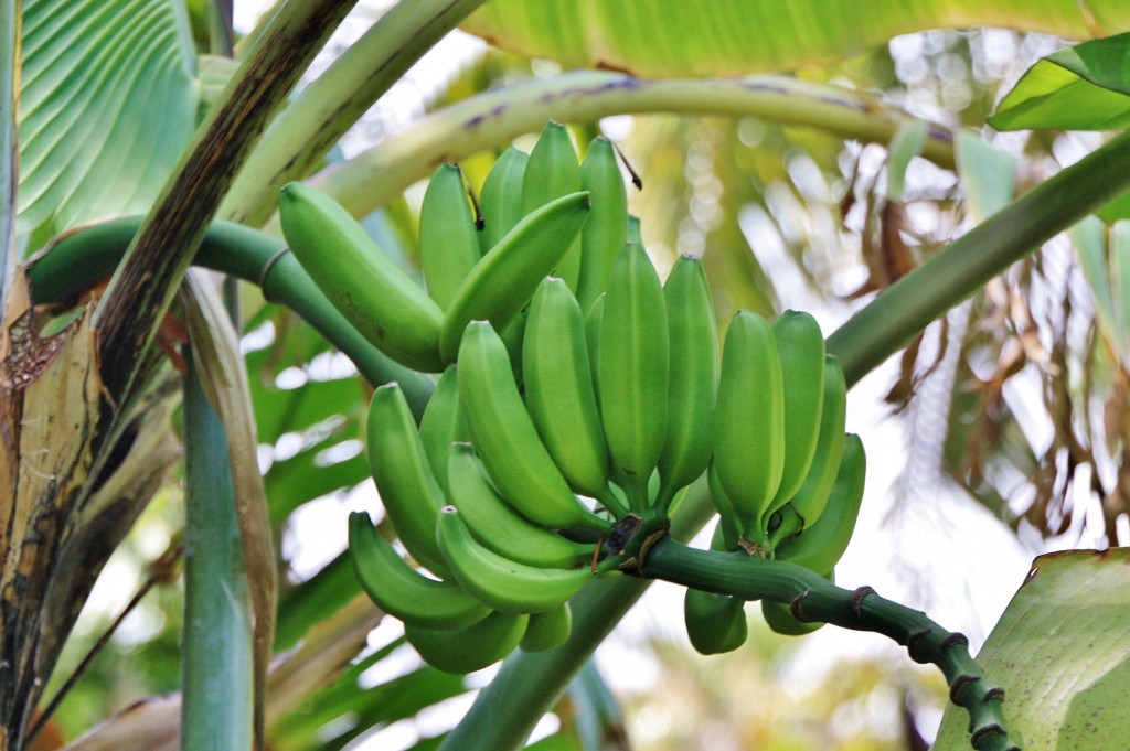 Foto: Jardin botanico - Puerto de la Cruz (Santa Cruz de Tenerife), España