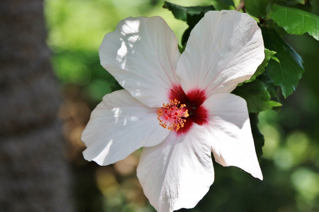 Foto: Jardin botanico - Puerto de la Cruz (Santa Cruz de Tenerife), España