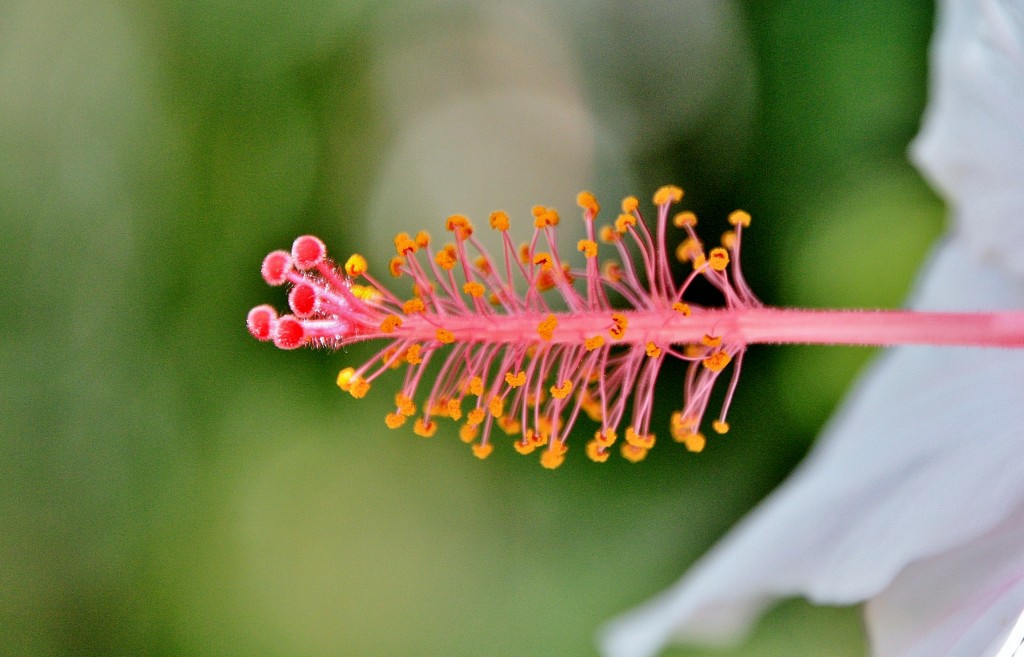 Foto: Jardin botanico - Puerto de la Cruz (Santa Cruz de Tenerife), España