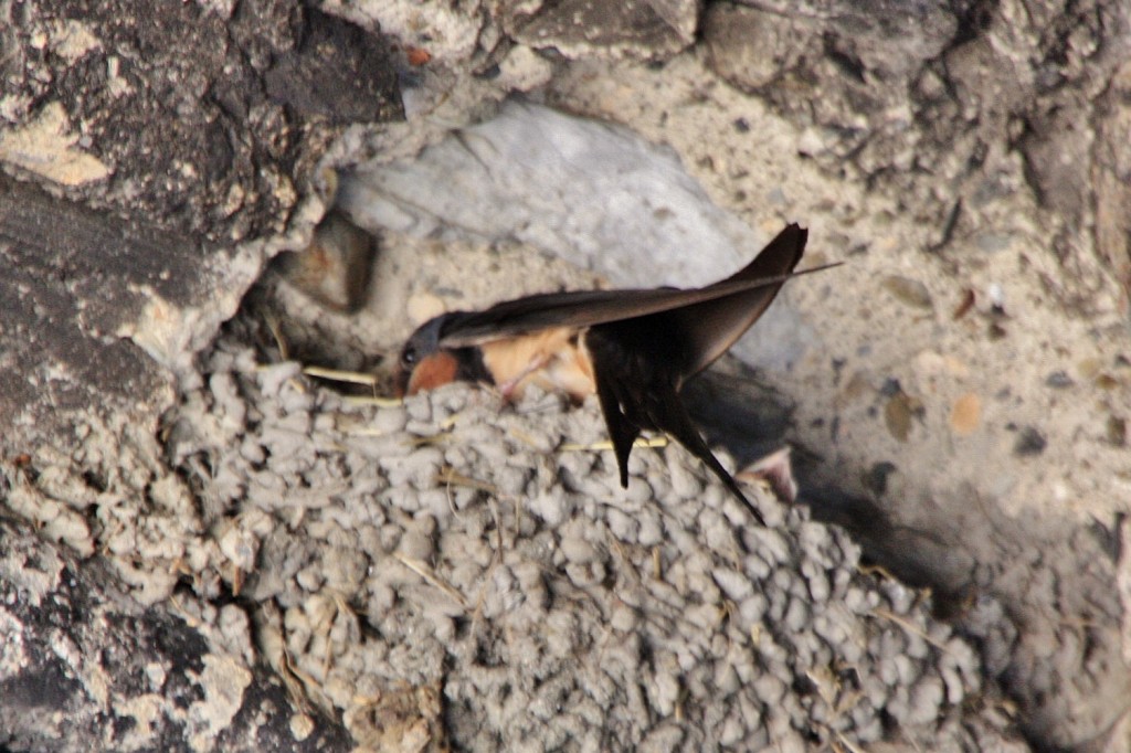 Foto: Golondrina - Escalò (Lleida), España