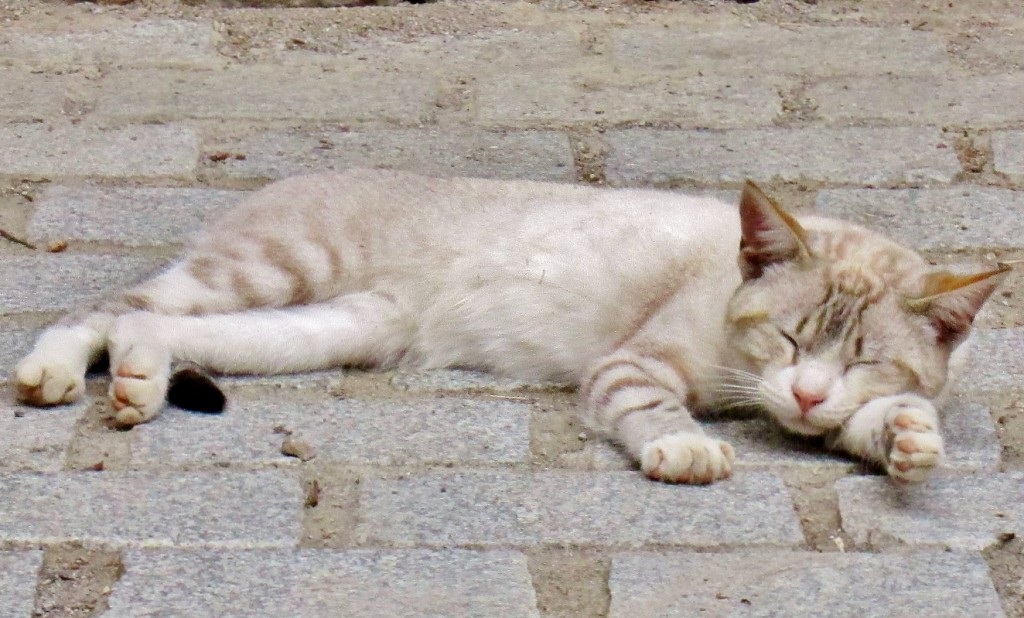 Foto: Gatito - Esterri d´Aneu (Lleida), España