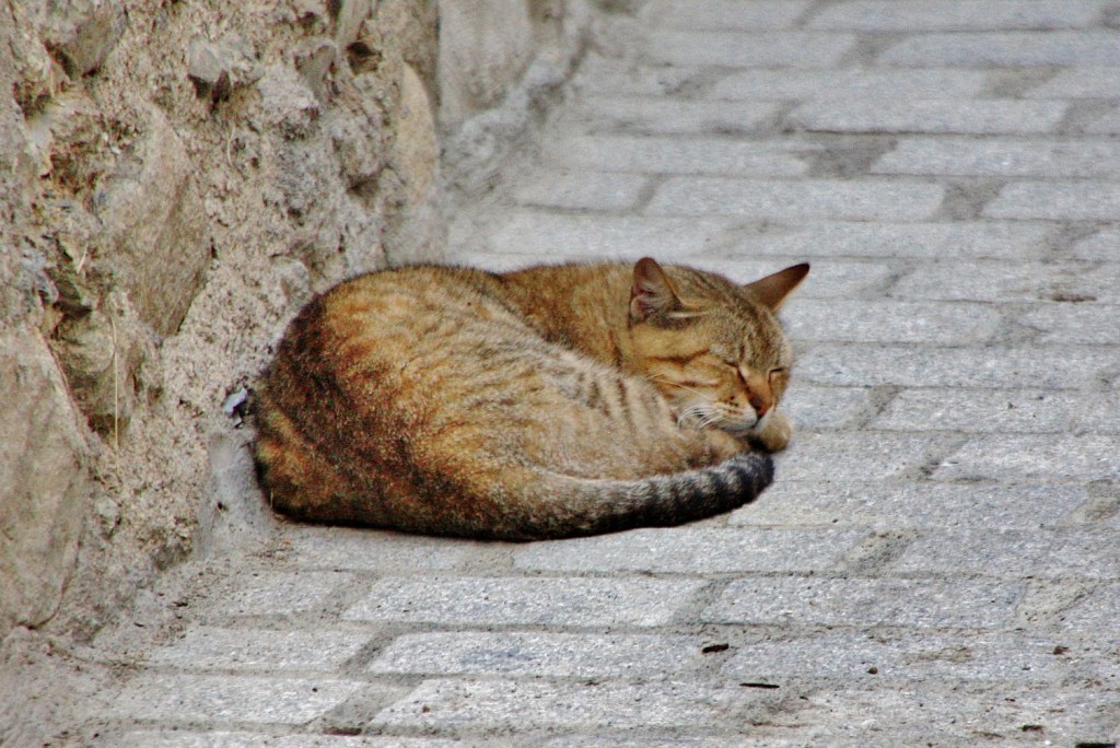 Foto: Gatito - Esterri d´Aneu (Lleida), España