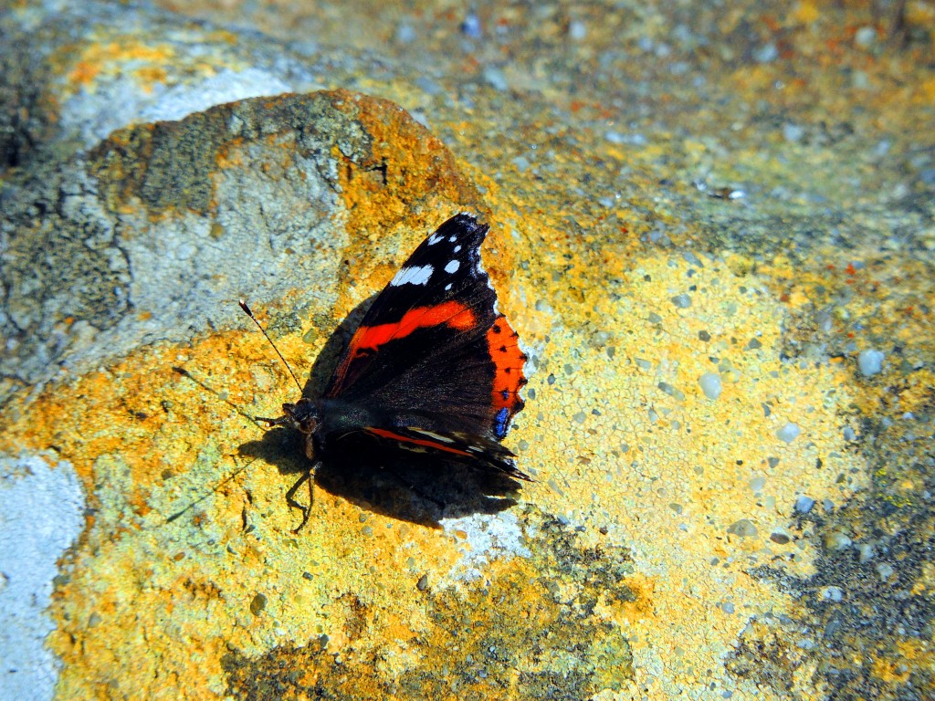 Foto: Papillón - Castellar de la Frontera (Cádiz), España