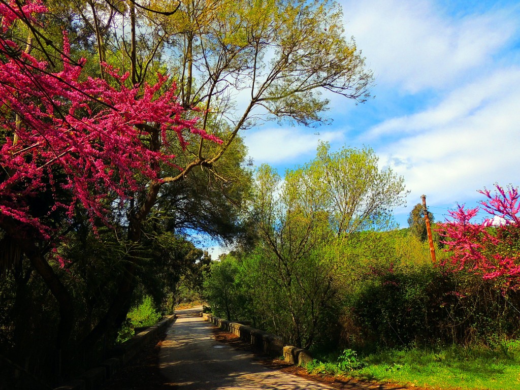 Foto de Castellar de la Frontera (Cádiz), España