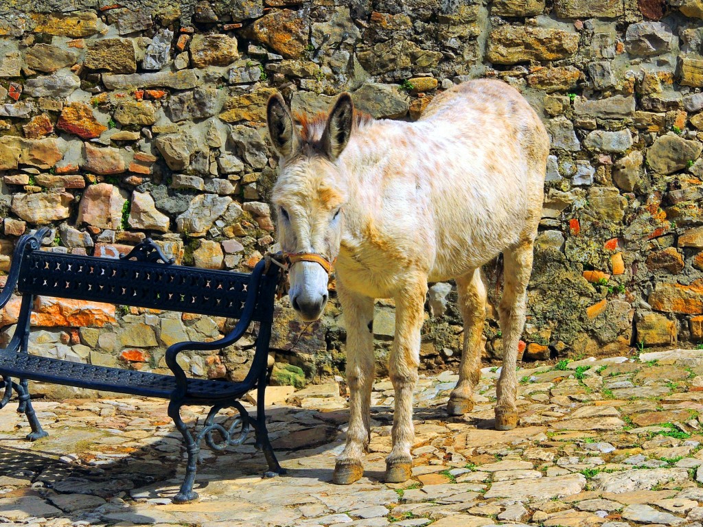 Foto: Burro-Taxi - Castellar de la Frontera (Cádiz), España