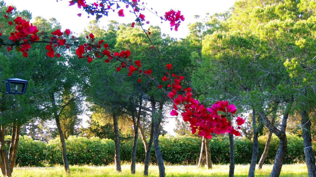 Foto: Buganvillas - Sacramento (Sevilla), España