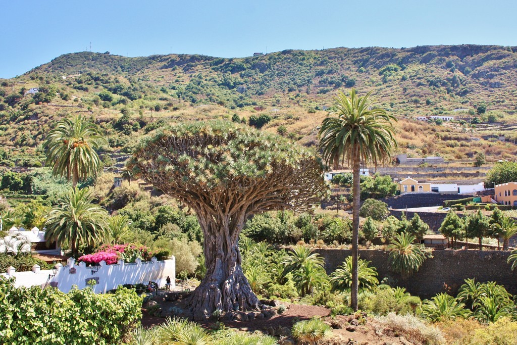 Foto: Drago - Icod de los Vinos (Santa Cruz de Tenerife), España