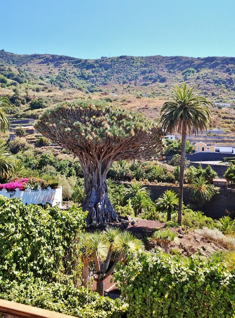 Foto: Drago - Icod de los Vinos (Santa Cruz de Tenerife), España