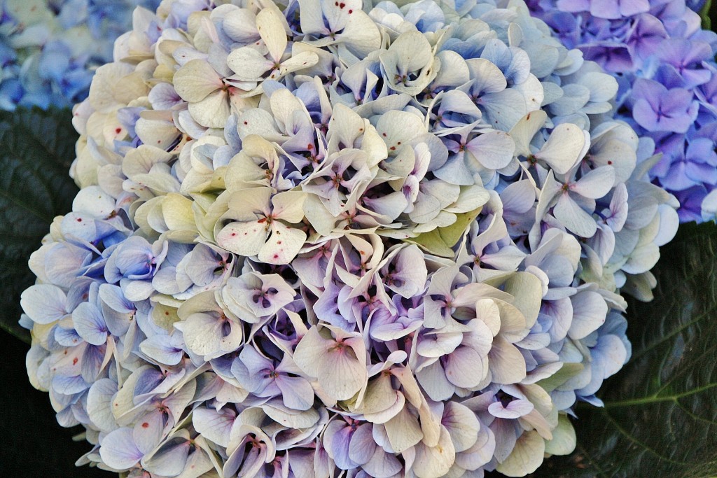 Foto: Hortensia - Icod de los Vinos (Santa Cruz de Tenerife), España