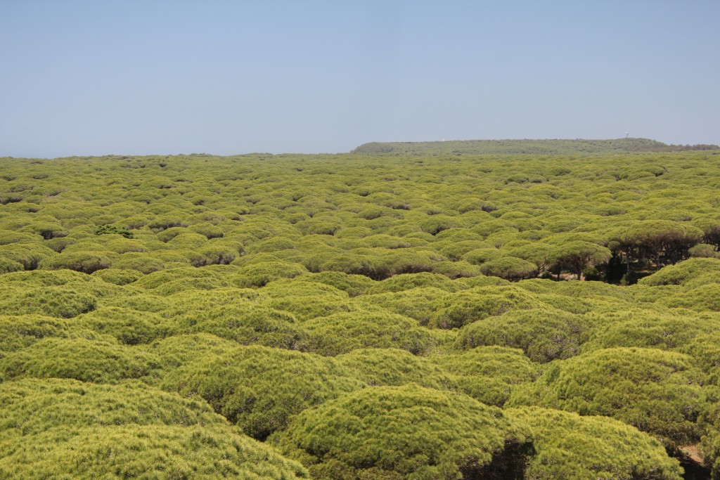 Foto de Barbate (Cádiz), España