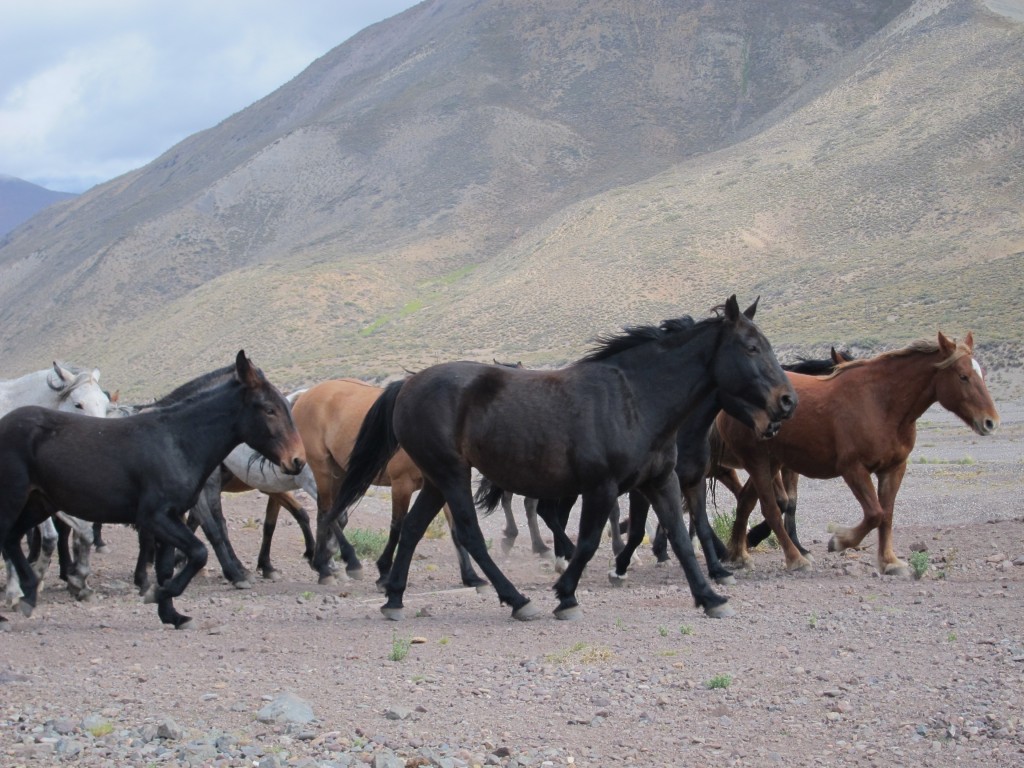 Foto: Camino a Las Leñas - Malargüe (Mendoza), Argentina