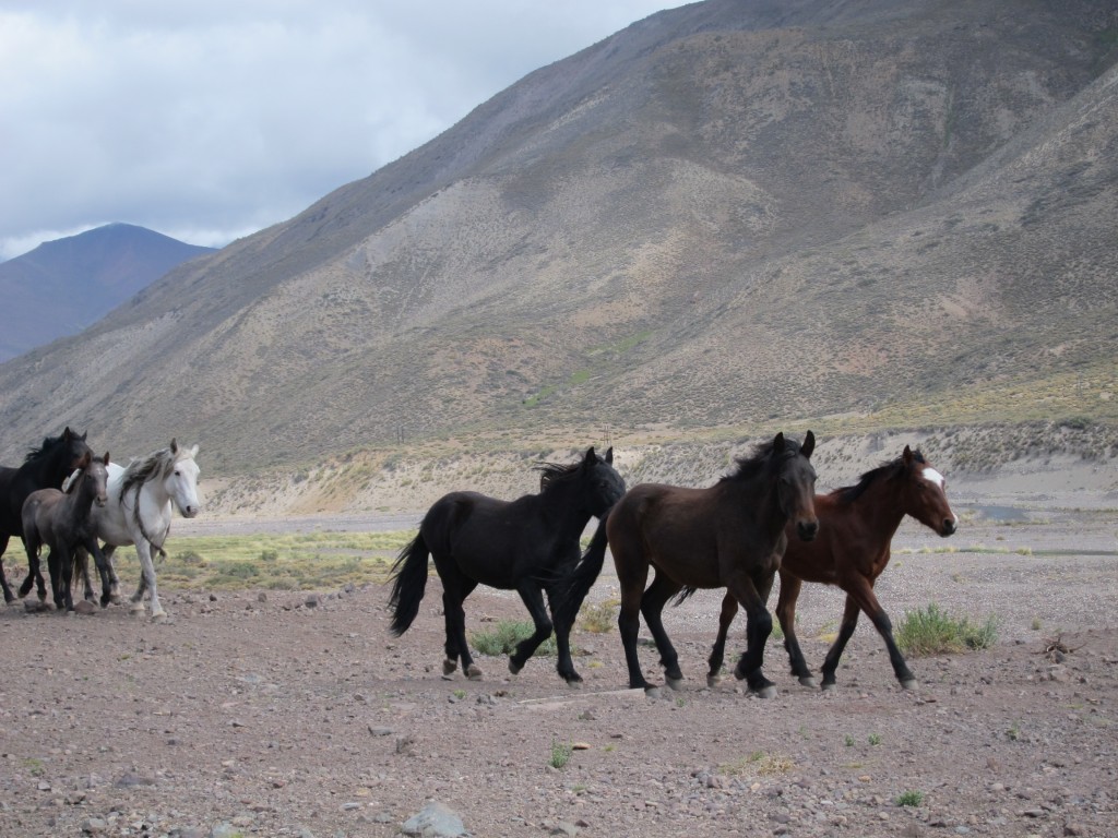 Foto: Camino a Las Leñas - Malargüe (Mendoza), Argentina