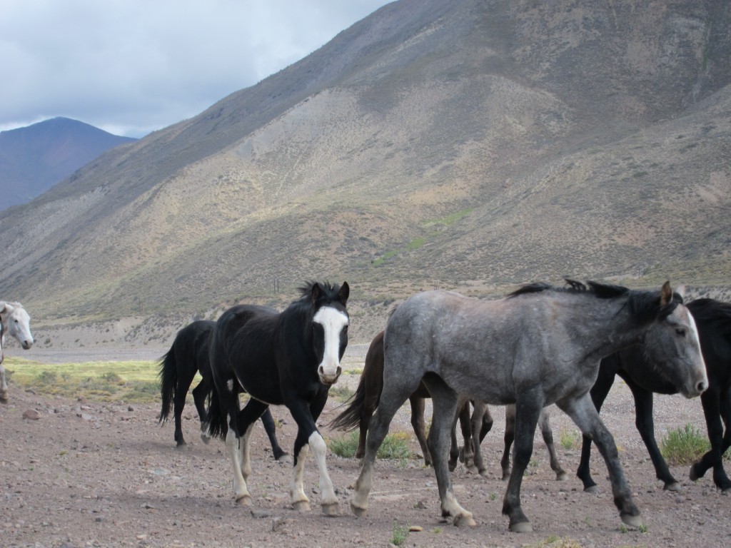 Foto: Camino a Las Leñas - Malargüe (Mendoza), Argentina