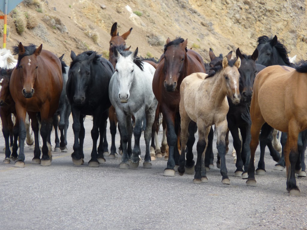 Foto: Los Molles - Malargüe (Mendoza), Argentina