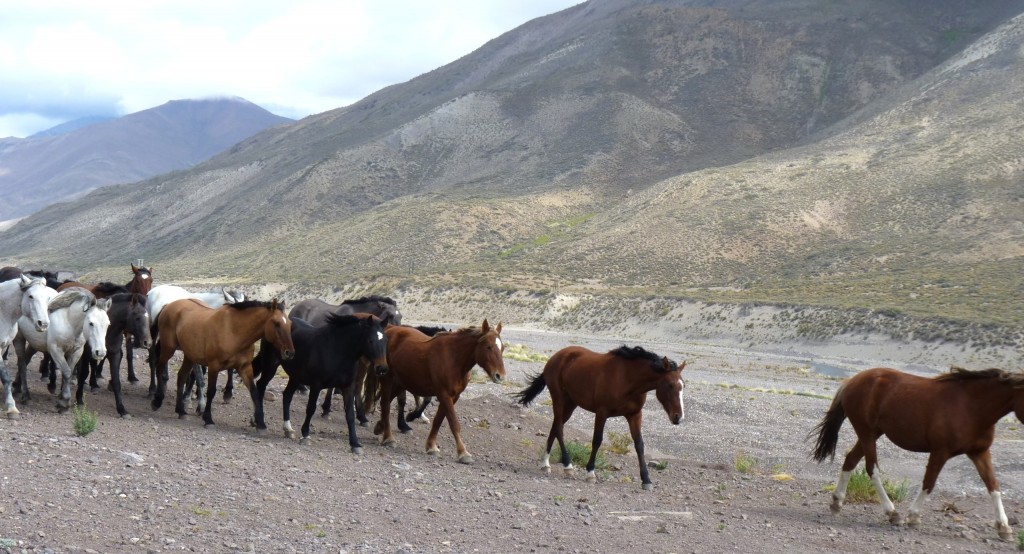 Foto: Los Molles - Malargüe (Mendoza), Argentina