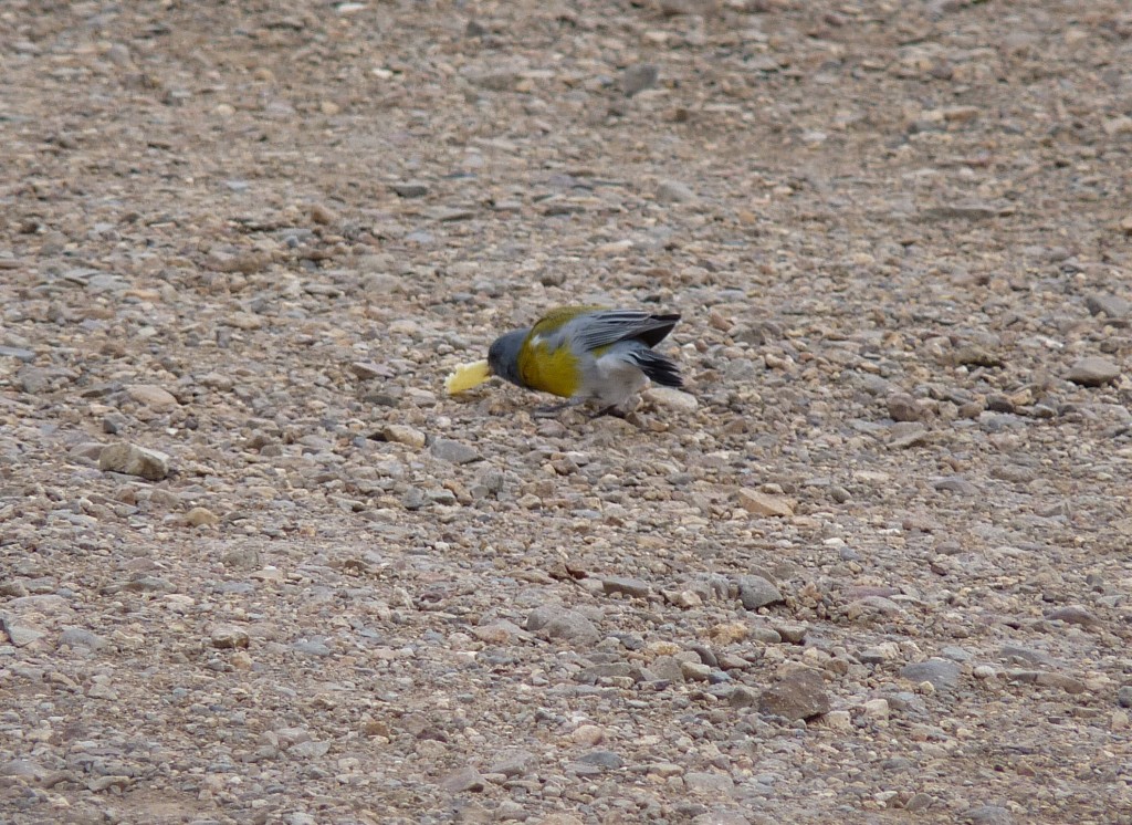 Foto: Pozo de las Amimas - Malargüe (Mendoza), Argentina