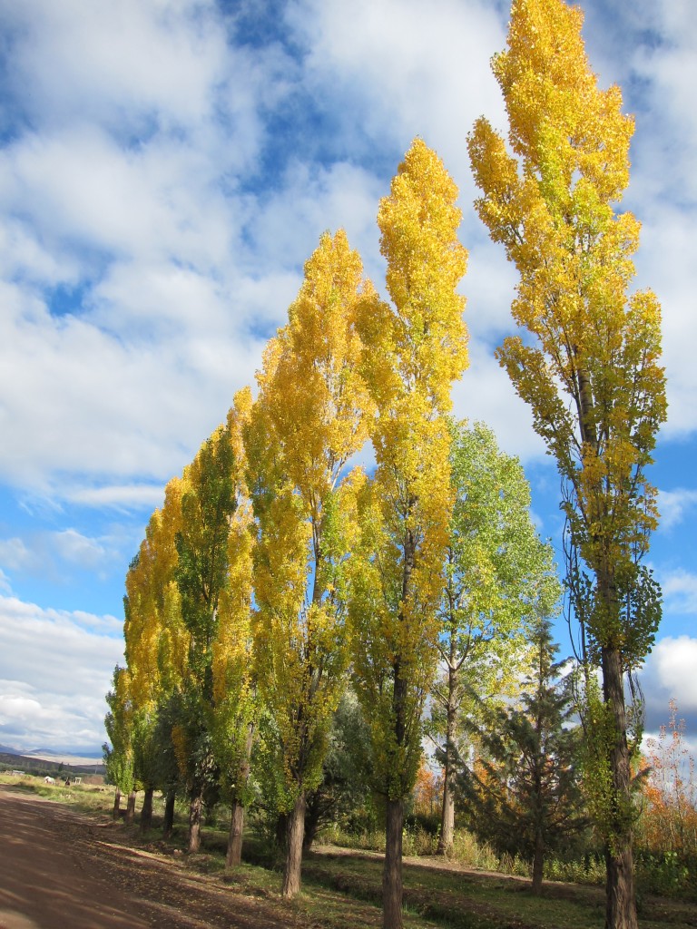 Foto: Camino a los Castillos de Pincheira - Malargüe (Mendoza), Argentina