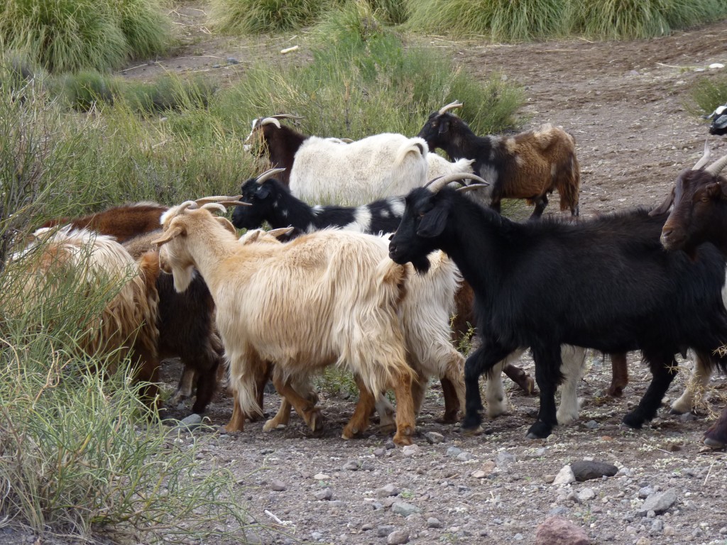 Foto: Castillos de Pincheira - Malargüe (Mendoza), Argentina