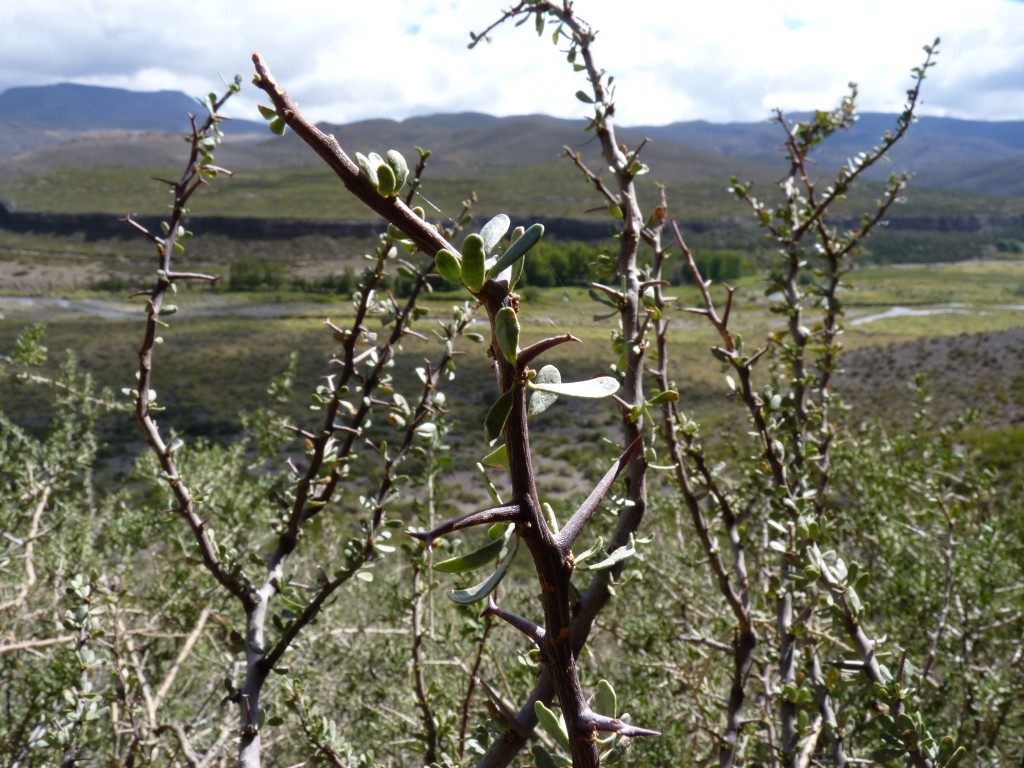 Foto: Castillos de Pincheira - Malargüe (Mendoza), Argentina