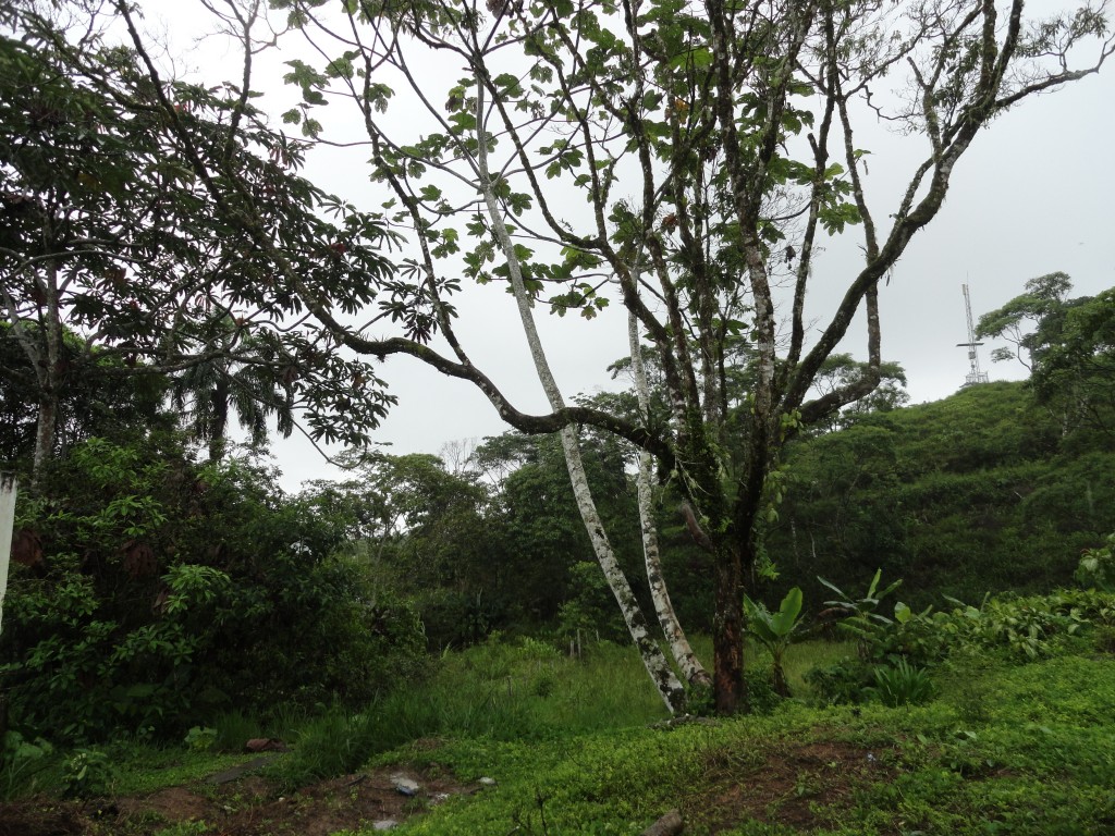 Foto: Matapalo o Guarumo - Simon Bolivar (Mushullacta) (Pastaza), Ecuador