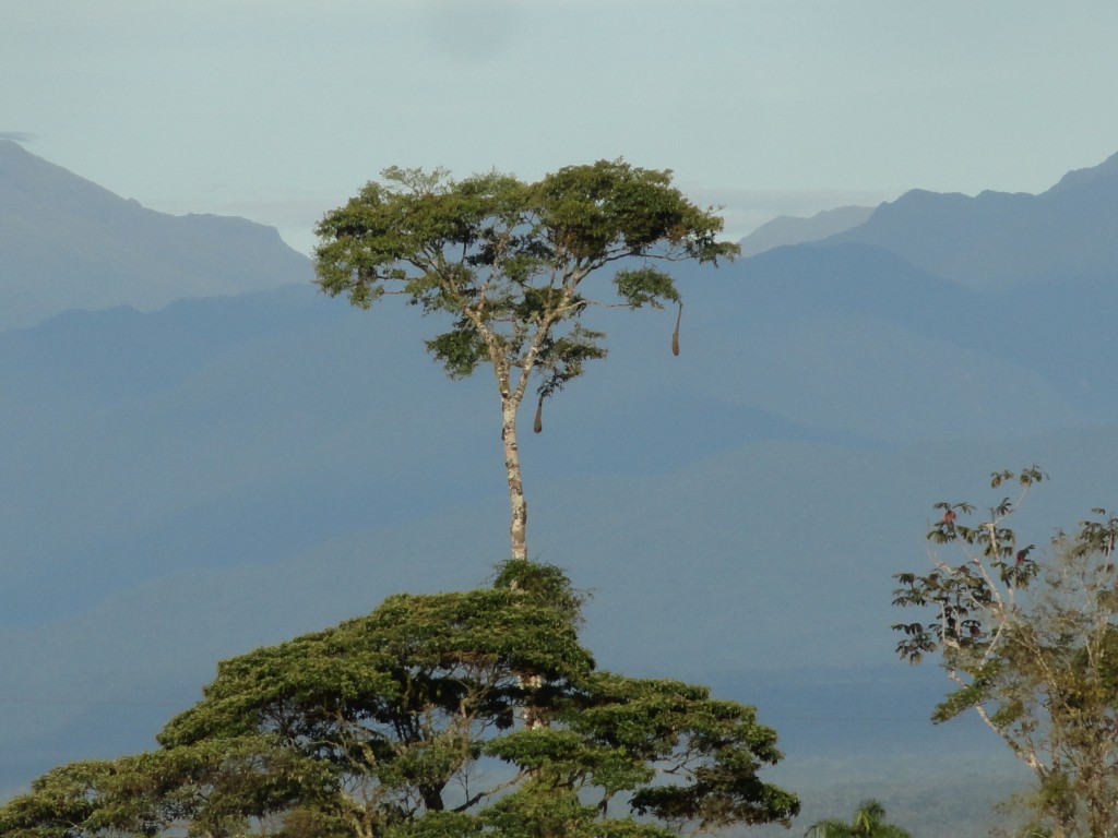 Foto: Paisaje - Simon Bolivar (Mushullacta) (Pastaza), Ecuador