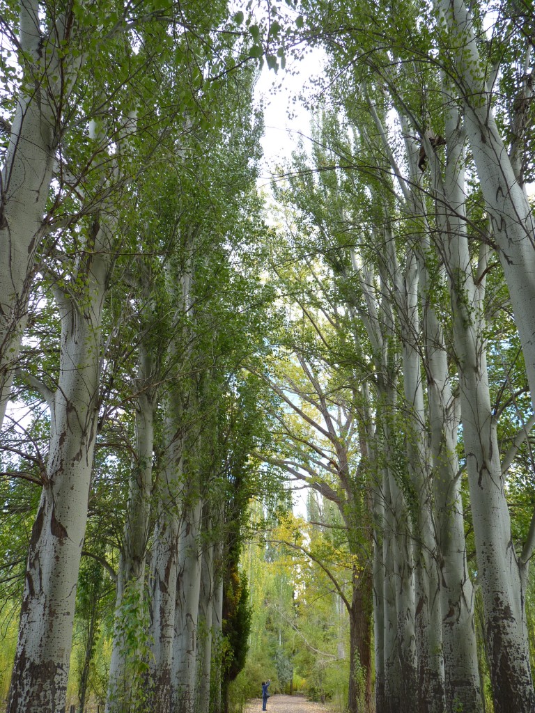 Foto: Casco de la estancia La Orteguina. - Malargüe (Mendoza), Argentina