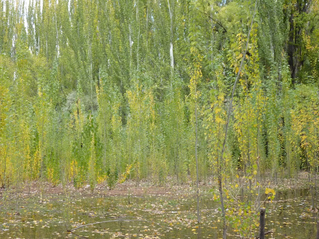 Foto: Casco de la estancia La Orteguina. - Malargüe (Mendoza), Argentina