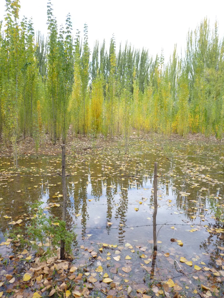 Foto: Casco de la estancia La Orteguina. - Malargüe (Mendoza), Argentina