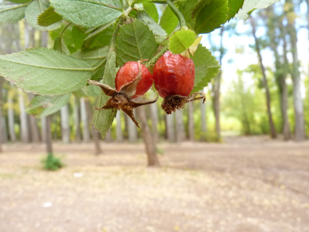 Foto: Casco de la estancia La Orteguina. - Malargüe (Mendoza), Argentina