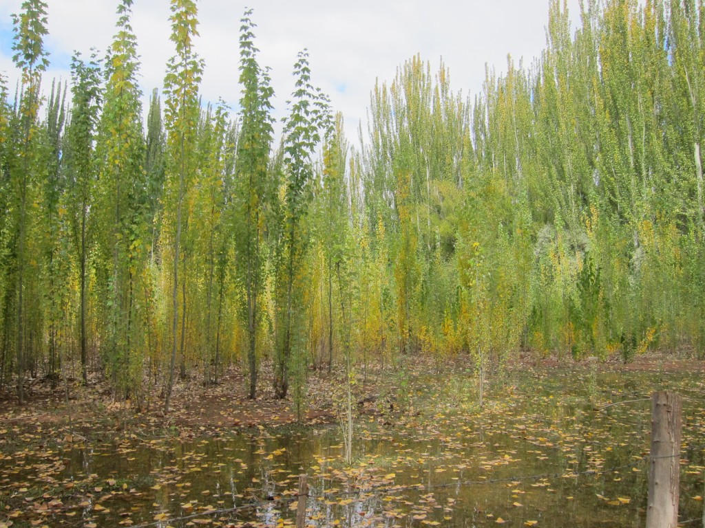 Foto: Casco de la estancia La Orteguina. - Malargüe (Mendoza), Argentina