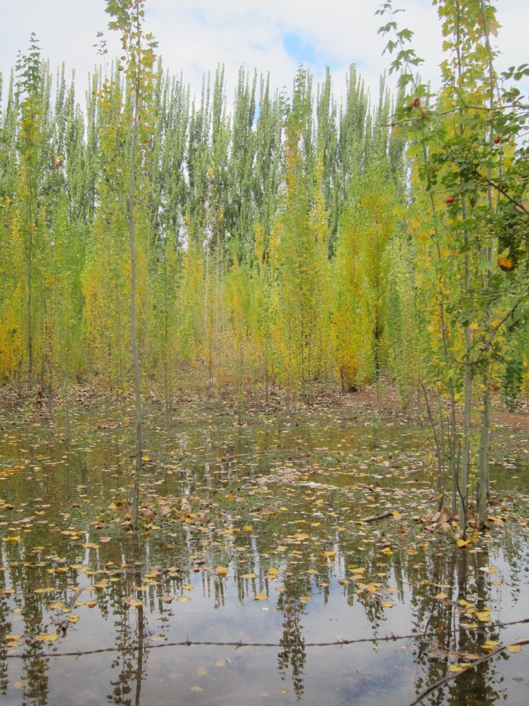 Foto: Casco de la estancia La Orteguina. - Malargüe (Mendoza), Argentina