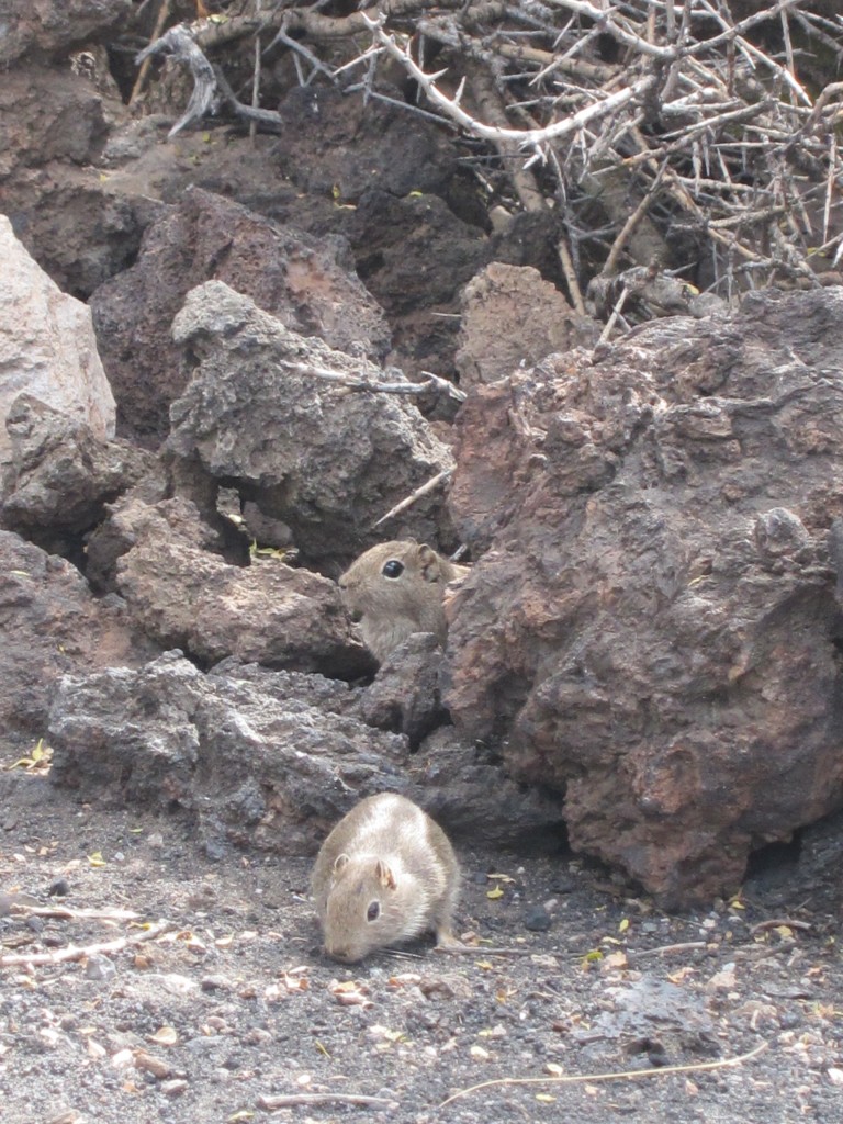 Foto: La Payunia - Malargüe (Mendoza), Argentina