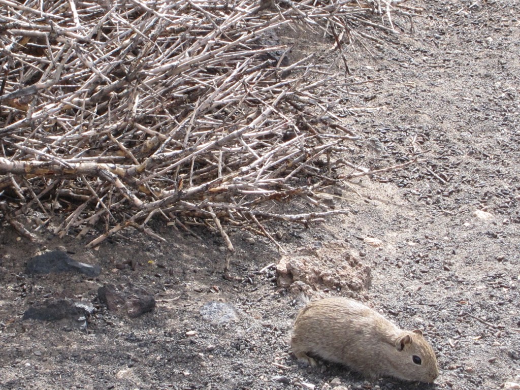 Foto: La Payunia - Malargüe (Mendoza), Argentina