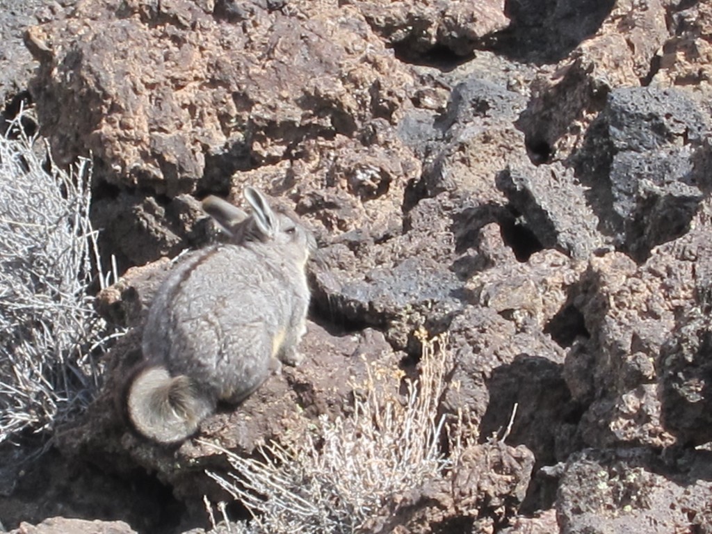 Foto: La Payunia  - chinchillón - Malargüe (Mendoza), Argentina