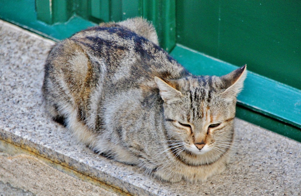 Foto: Gatito - Ribadavia (Ourense), España