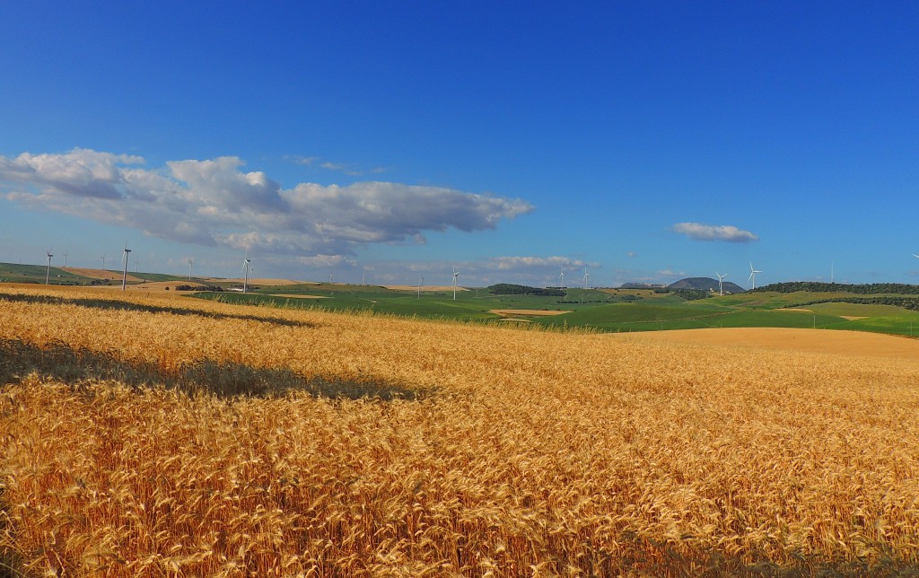 Foto: Vistas - Paterna de la Rivera (Cádiz), España