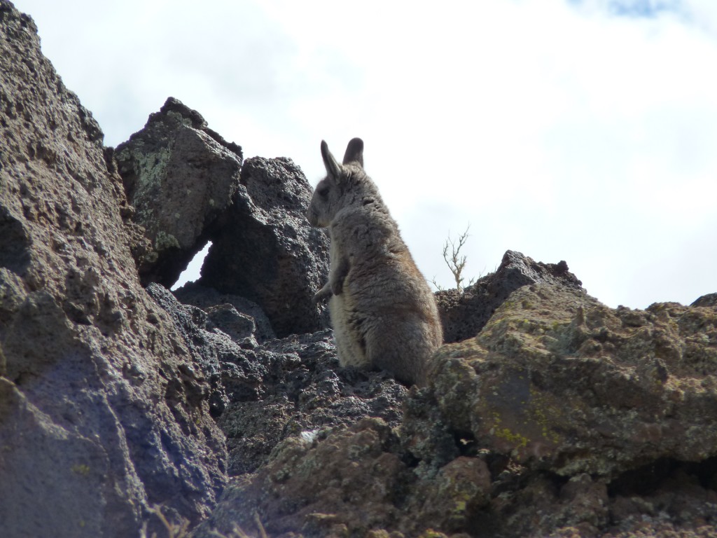 Foto: La Payunia. - Malargüe (Mendoza), Argentina