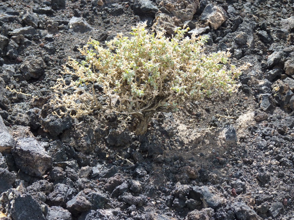 Foto: La Payunia. - Malargüe (Mendoza), Argentina