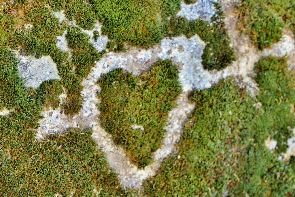 Foto: Detalle en una piedra - Monterrey (Ourense), España