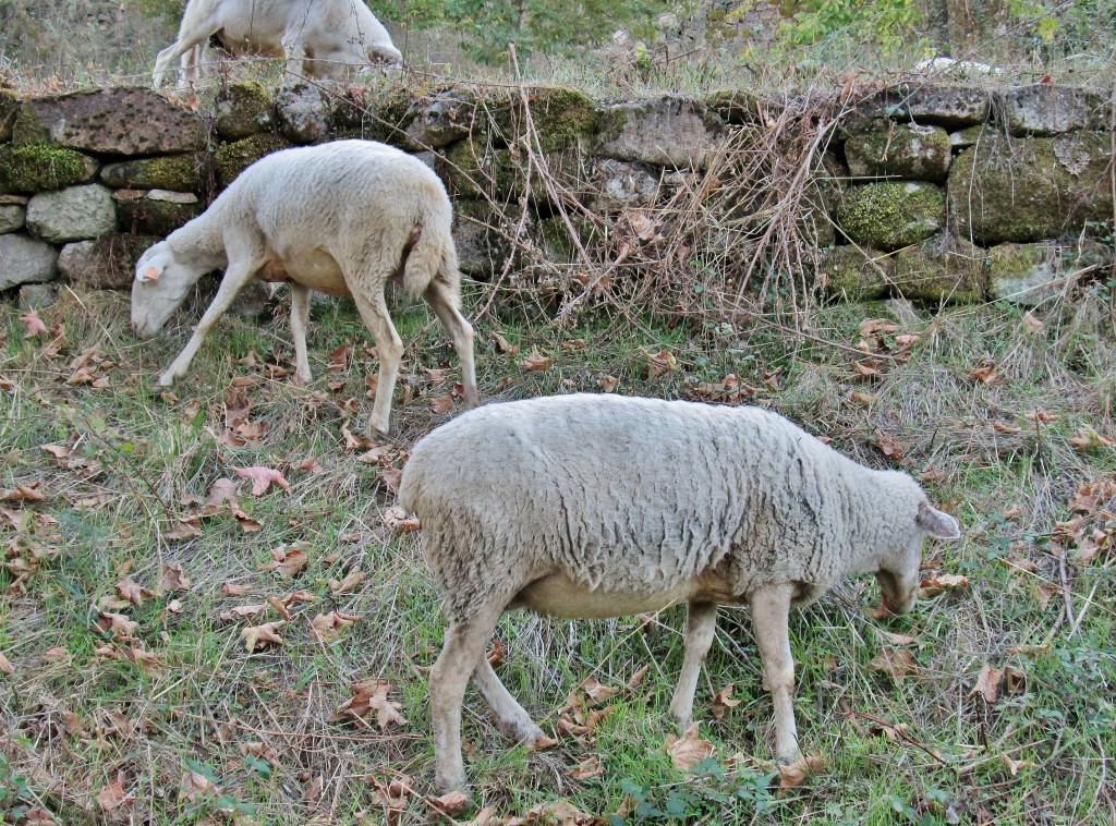 Foto: Ovejitas - Monterrey (Ourense), España