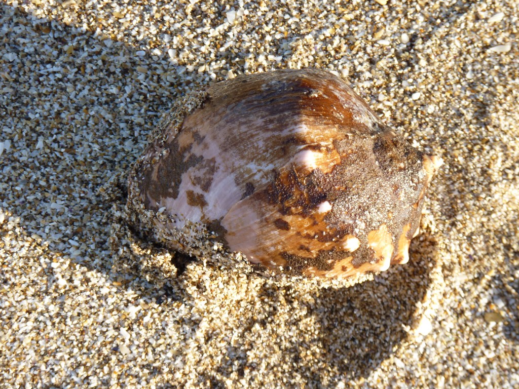 Foto: Caracol de mar - Santa Clara del Mar (Buenos Aires), Argentina