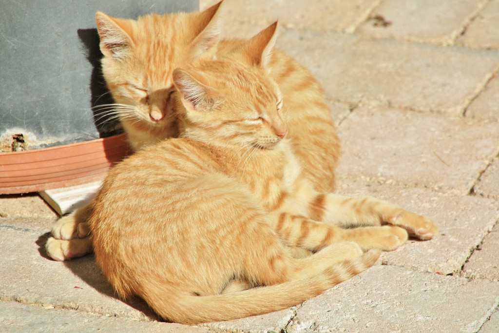 Foto: Gatitos - San Esteban de Gormaz (Soria), España