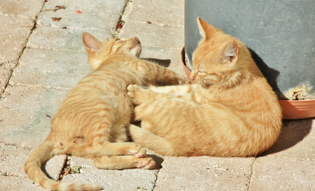 Foto: Gatitos - San Esteban de Gormaz (Soria), España