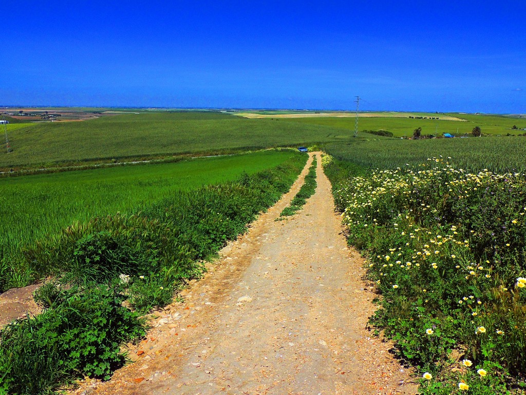 Foto: Camino de Torre del Aguila - El Palmar de Troya (Sevilla), España