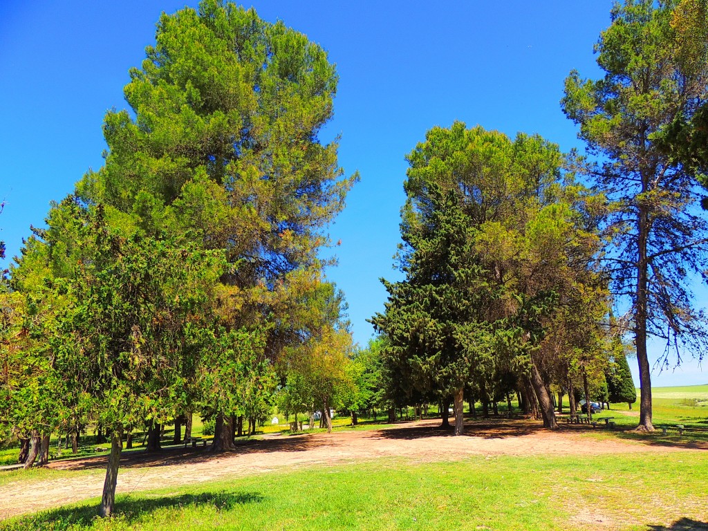 Foto: Pantano Torre del Aguila - El Palmar de Troya (Sevilla), España