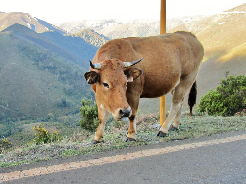 Foto: Un poco de fauna - Corias (Asturias), España